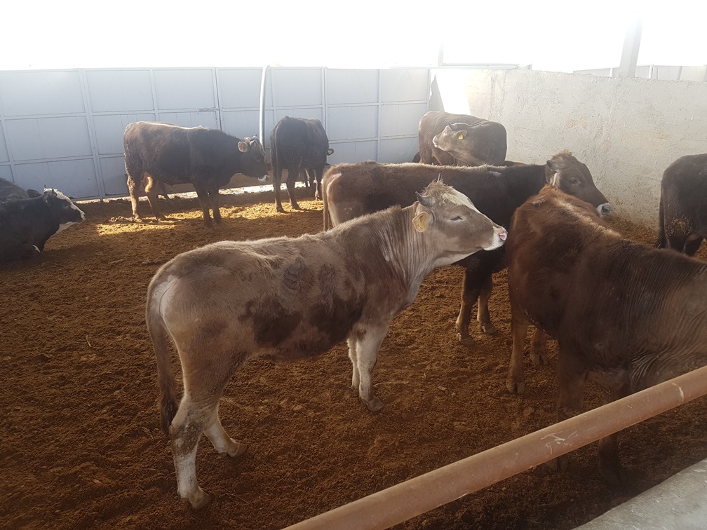 Cattle Fattening Project, Turkey